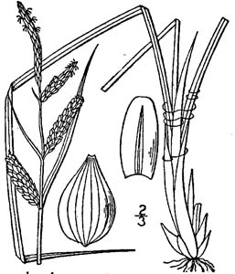 Tussock Sedge, Upright Sedge /
Carex stricta